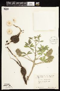 Pediomelum esculentum image