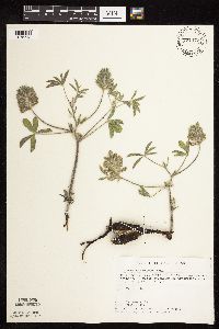 Pediomelum esculentum image