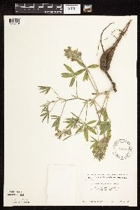 Pediomelum esculentum image