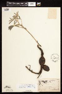 Pediomelum esculentum image