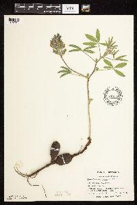 Pediomelum esculentum image