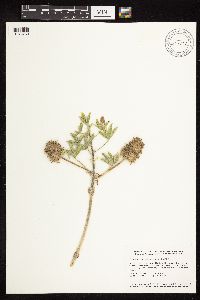 Pediomelum esculentum image