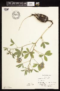 Pediomelum esculentum image