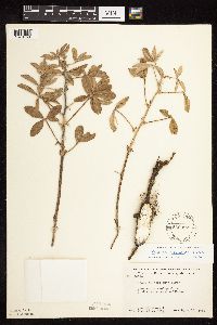 Pediomelum esculentum image