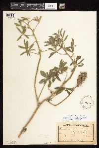 Pediomelum esculentum image