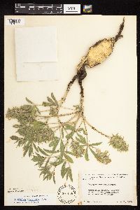 Pediomelum esculentum image