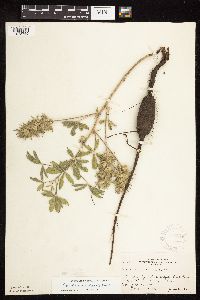 Pediomelum esculentum image