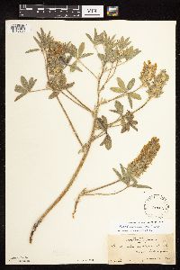 Pediomelum esculentum image