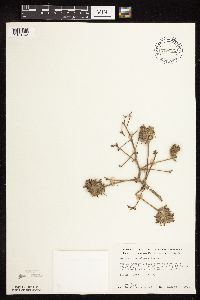 Pediomelum esculentum image