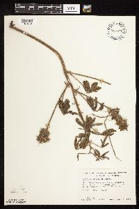 Pediomelum esculentum image