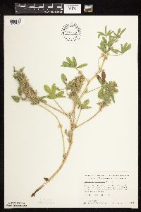 Pediomelum esculentum image