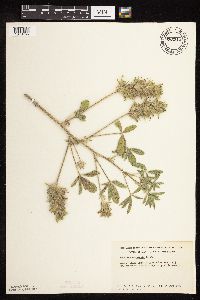 Pediomelum esculentum image