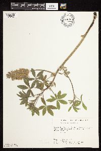 Pediomelum esculentum image