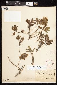 Pediomelum esculentum image