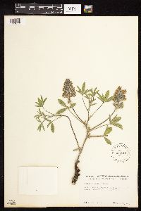 Pediomelum esculentum image