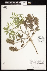 Pediomelum esculentum image