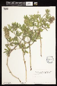 Pediomelum esculentum image