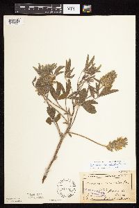 Pediomelum esculentum image