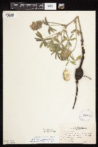 Pediomelum esculentum image