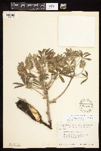 Pediomelum esculentum image