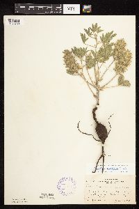 Pediomelum esculentum image