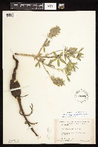 Pediomelum esculentum image