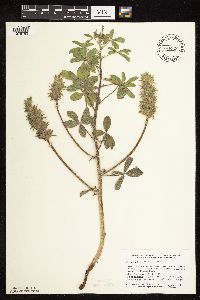 Pediomelum esculentum image