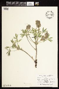 Pediomelum esculentum image