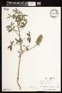 Pediomelum esculentum image