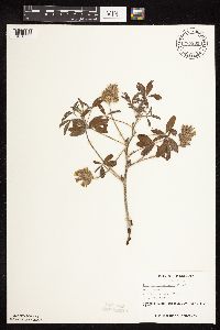 Pediomelum esculentum image