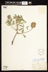 Pediomelum esculentum image