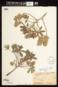 Pediomelum esculentum image