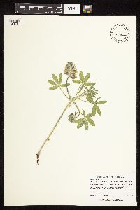 Pediomelum esculentum image