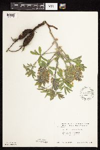 Pediomelum esculentum image