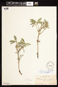 Pediomelum esculentum image