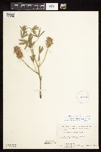 Pediomelum esculentum image