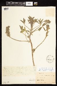 Pediomelum esculentum image