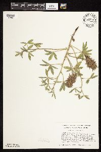 Pediomelum esculentum image