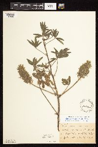 Pediomelum esculentum image