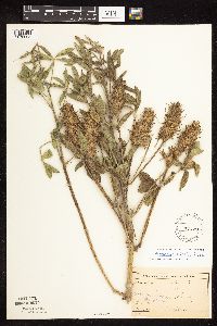 Pediomelum esculentum image