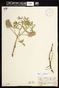 Pediomelum esculentum image