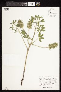 Pediomelum esculentum image