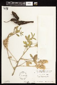 Pediomelum esculentum image