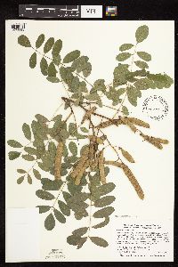Robinia pseudoacacia image