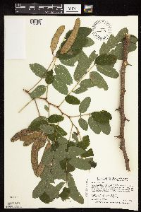 Robinia pseudoacacia image