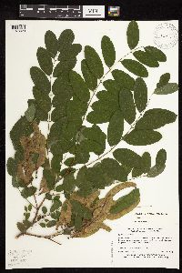 Robinia pseudoacacia image