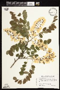 Robinia pseudoacacia image