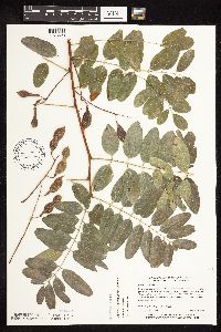 Robinia pseudoacacia image