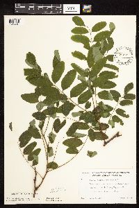 Robinia pseudoacacia image