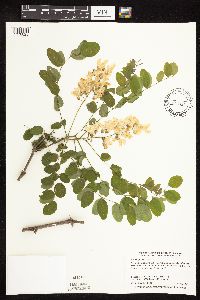 Robinia pseudoacacia image